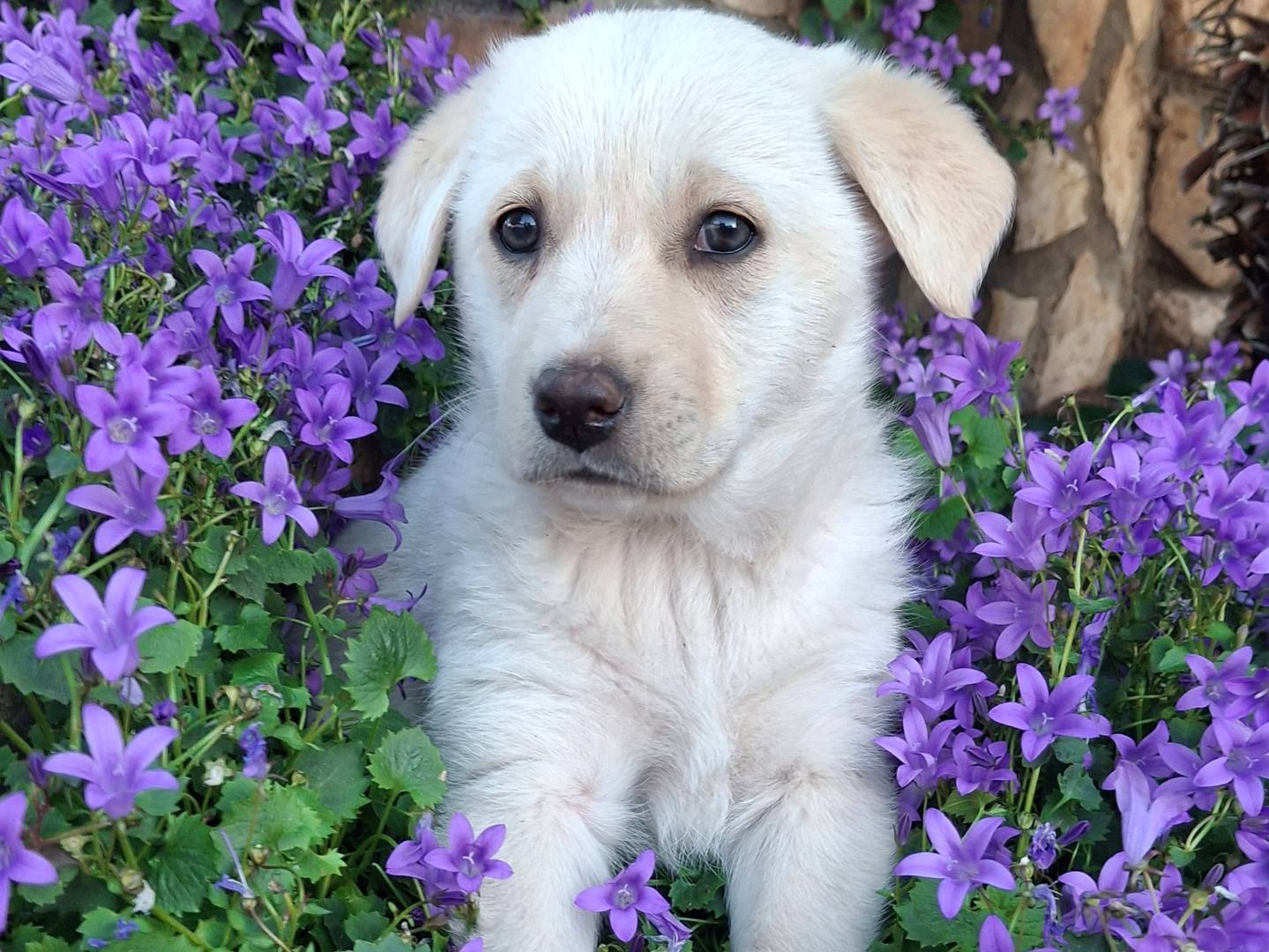 Adozione cane, femmina, Labrador Retriever Razza sconosciuta, 2 mesi, taglia media, Benevento