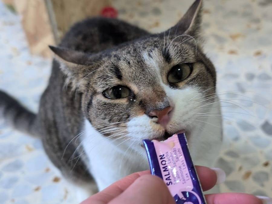 Adozione gatto, femmina, Razza sconosciuta Razza sconosciuta, 4 anni e 4 mesi, taglia non valida, Bari