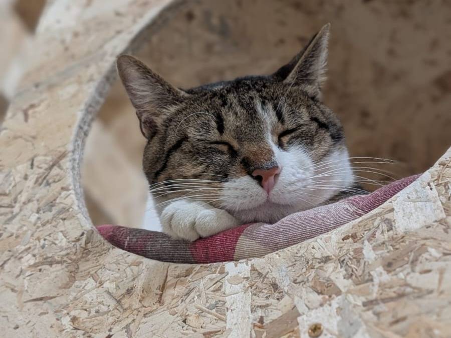 Adotta un gatto, taglia non valida, femmina, Bari
