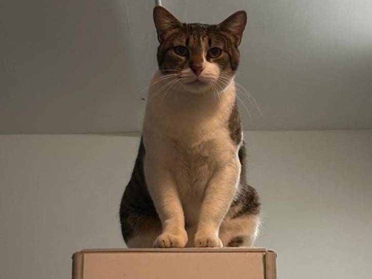 Vuoi adottare un gatto a Bari?