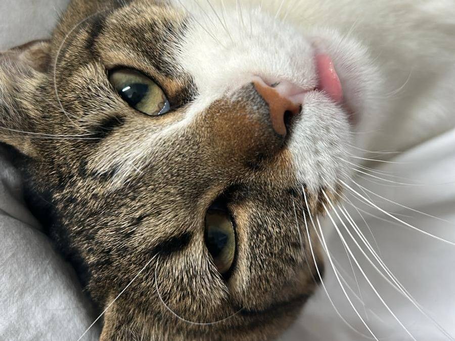 Adotta un gatto, femmina, 4 anni e 4 mesi, Bari