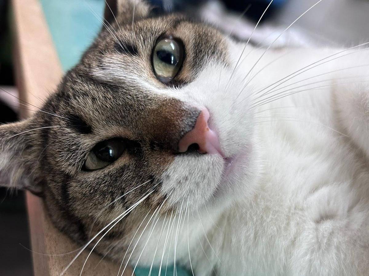 Adotta il gatto Nuvoletta a Bari