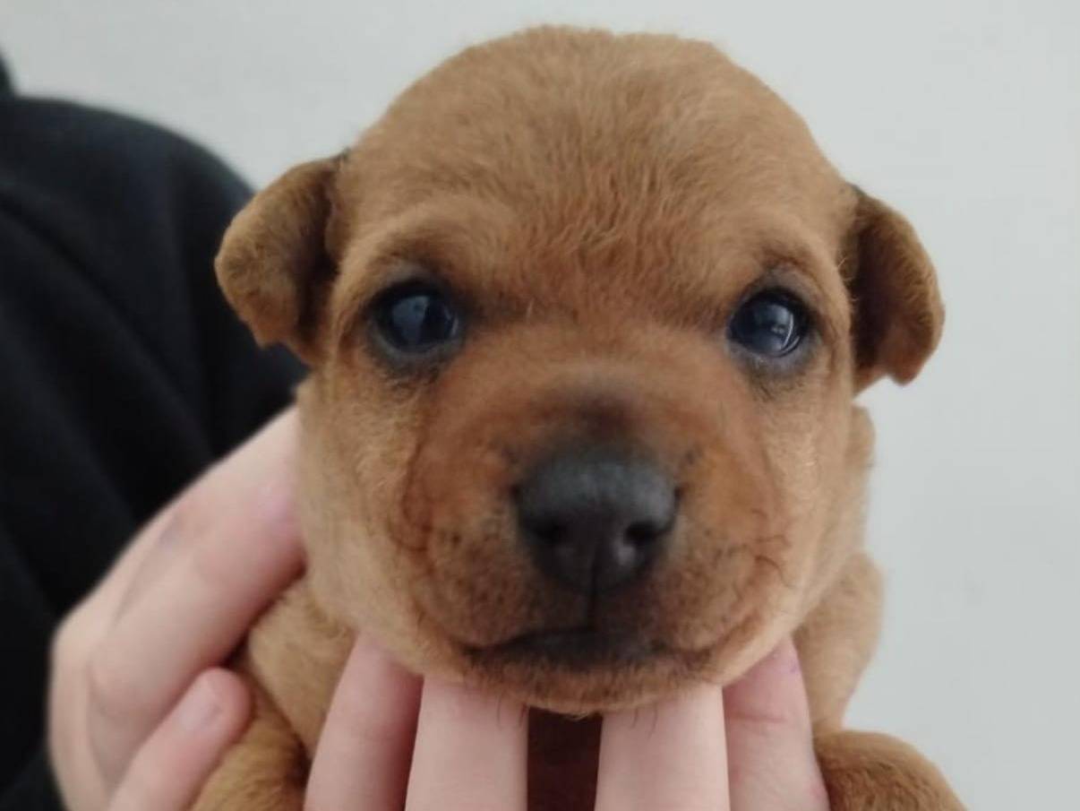 Adozione cane, maschio, Pinscher Razza sconosciuta, 3 mesi, taglia piccola, Matera