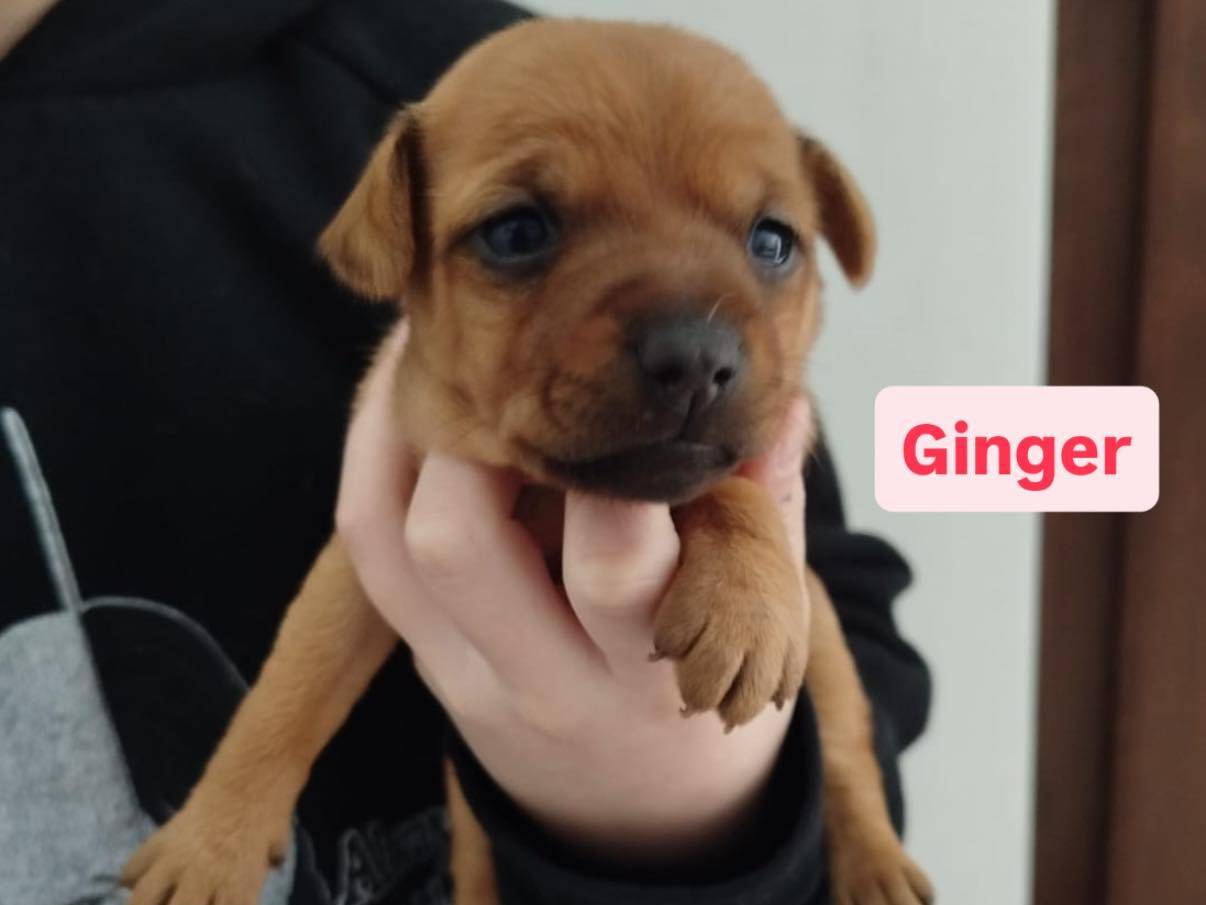 Adozione cane, femmina, Pinscher Razza sconosciuta, 3 mesi, taglia piccola, Matera