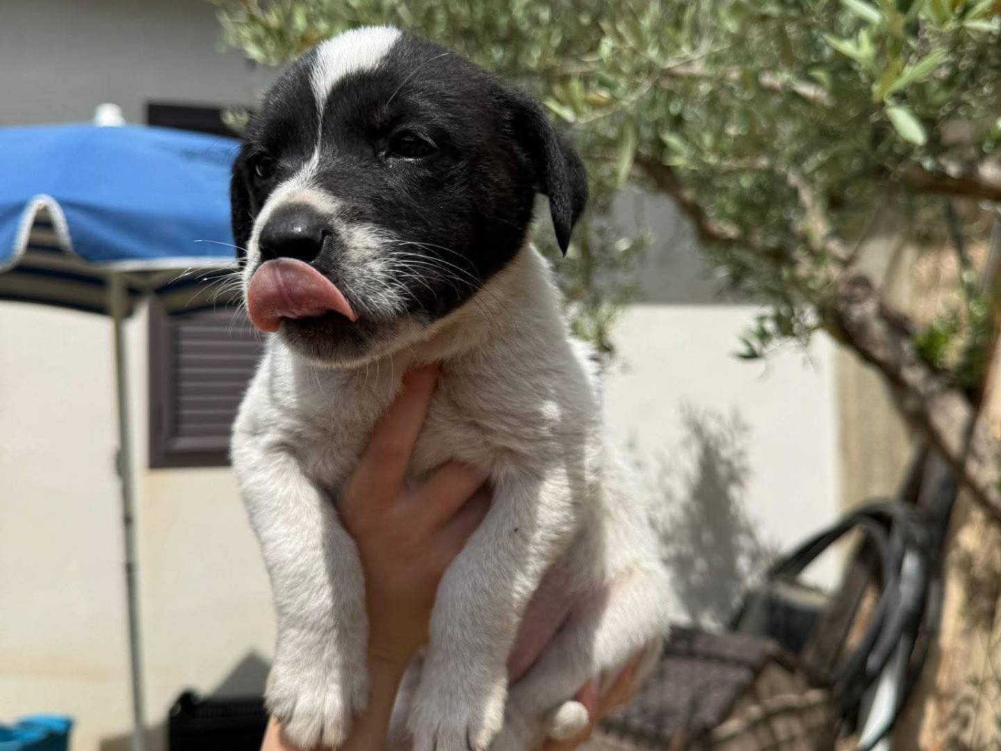 Adozione cane, femmina, Razza sconosciuta Razza sconosciuta, 1 mesi, taglia piccola, Caltanissetta