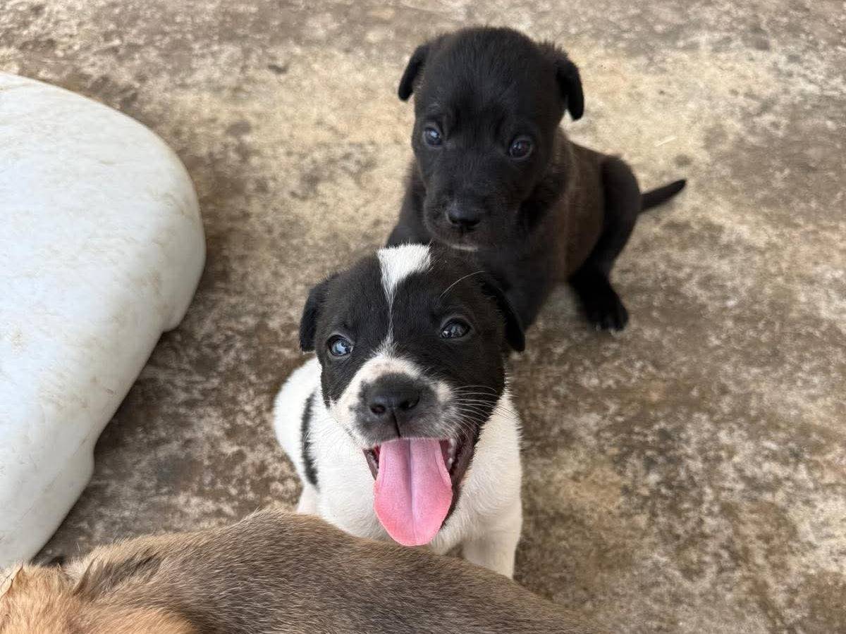 Adotta un cane, femmina, 1 mesi, Caltanissetta