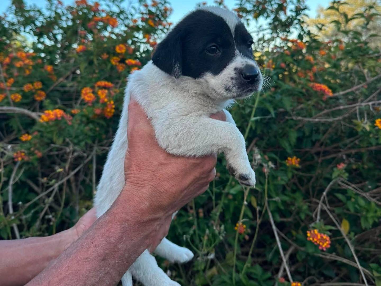 Adotta un cane, taglia piccola, femmina, Caltanissetta