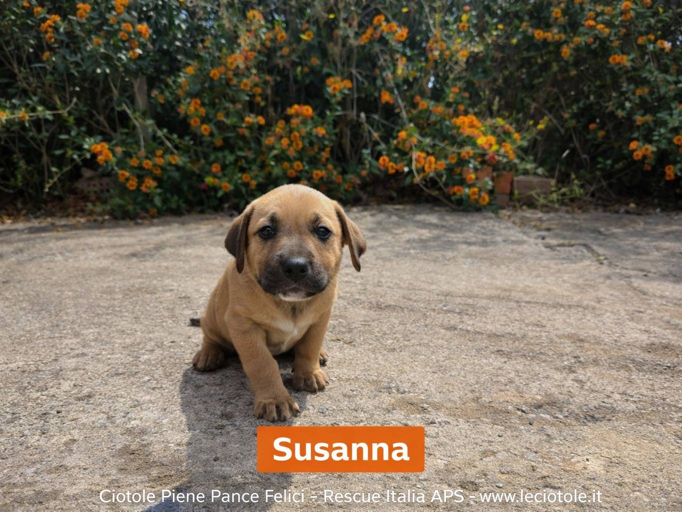 Adozione cane, femmina, Razza sconosciuta Razza sconosciuta, 1 mesi, taglia media, Caltanissetta