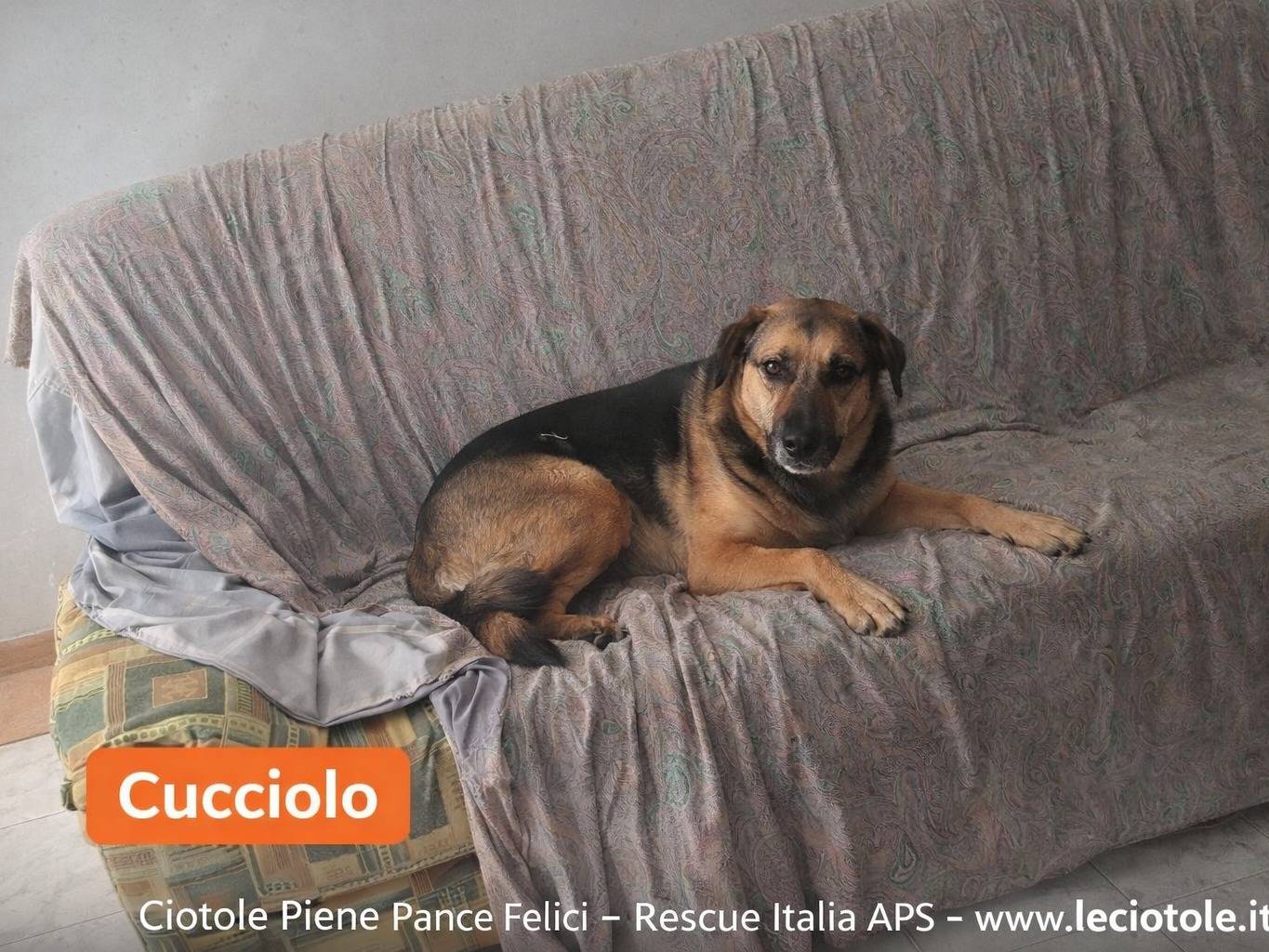 Adozione cane, maschio, Razza sconosciuta Razza sconosciuta, 2 anni e 2 mesi, taglia media, Avellino