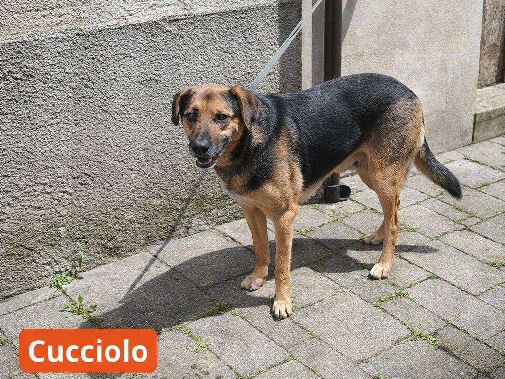 Adotta un cane, maschio, 2 anni e 2 mesi, Avellino