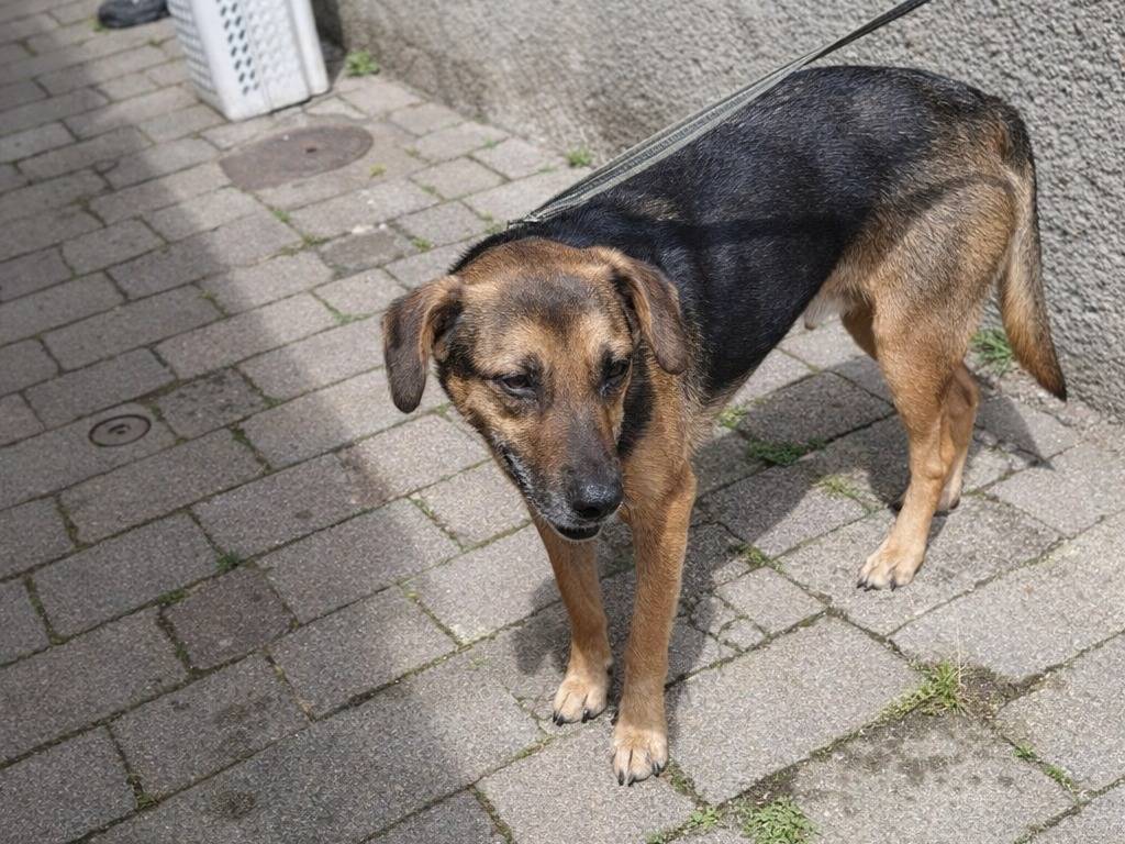 Adotta un cane, taglia media, maschio, Avellino