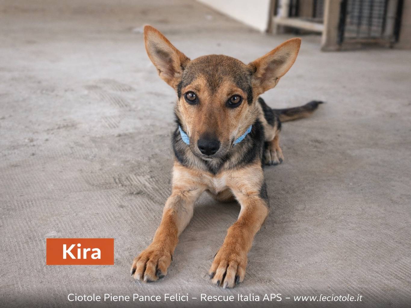 Adozione cane, femmina, Razza sconosciuta Razza sconosciuta, 4 mesi, taglia piccola, Caltanissetta