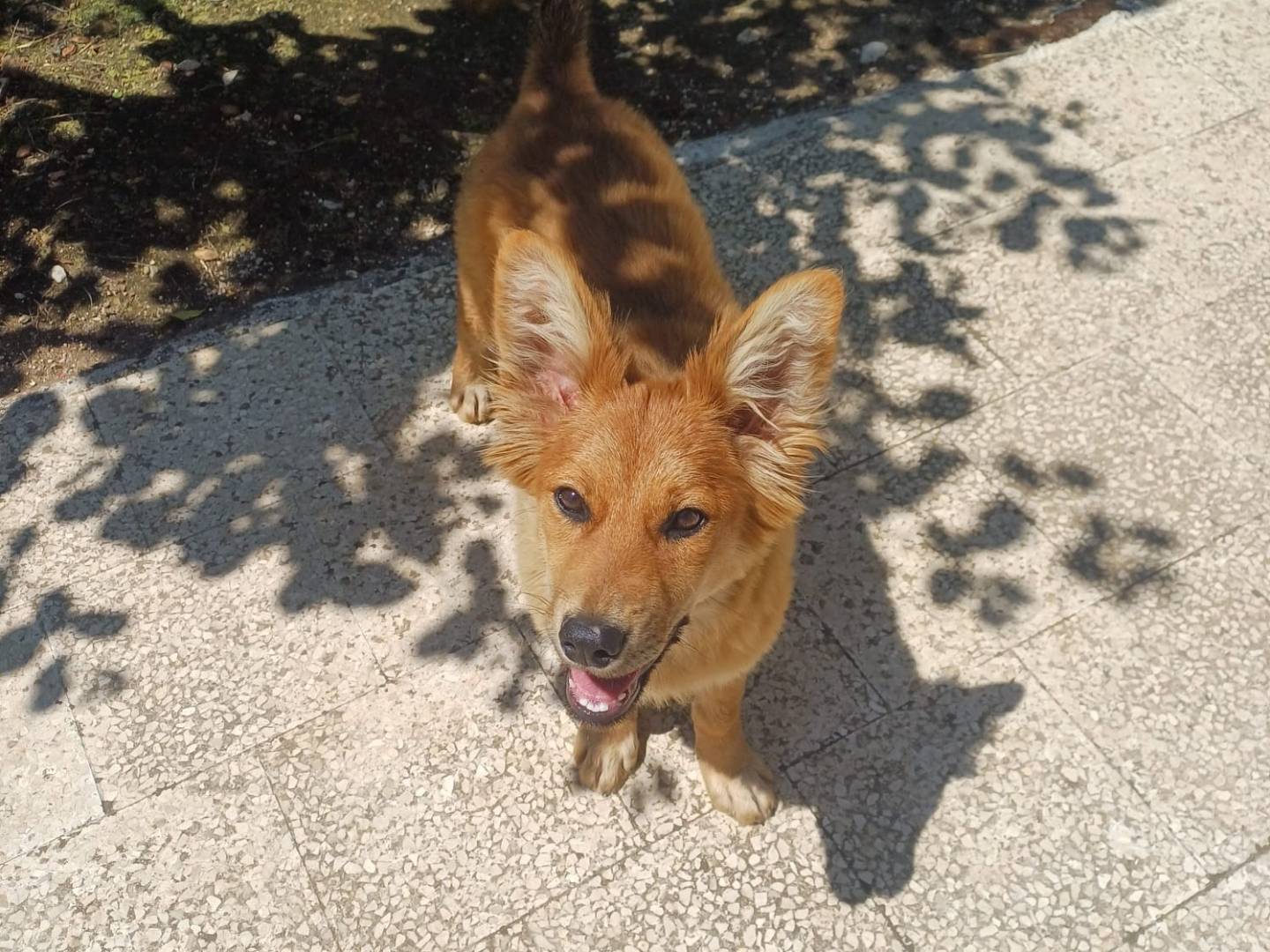 Adozione cane, femmina, Razza sconosciuta Razza sconosciuta, 3 mesi, taglia grande, Bari