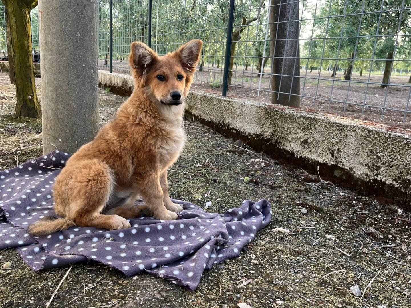 Adotta un cane, femmina, 3 mesi, Bari