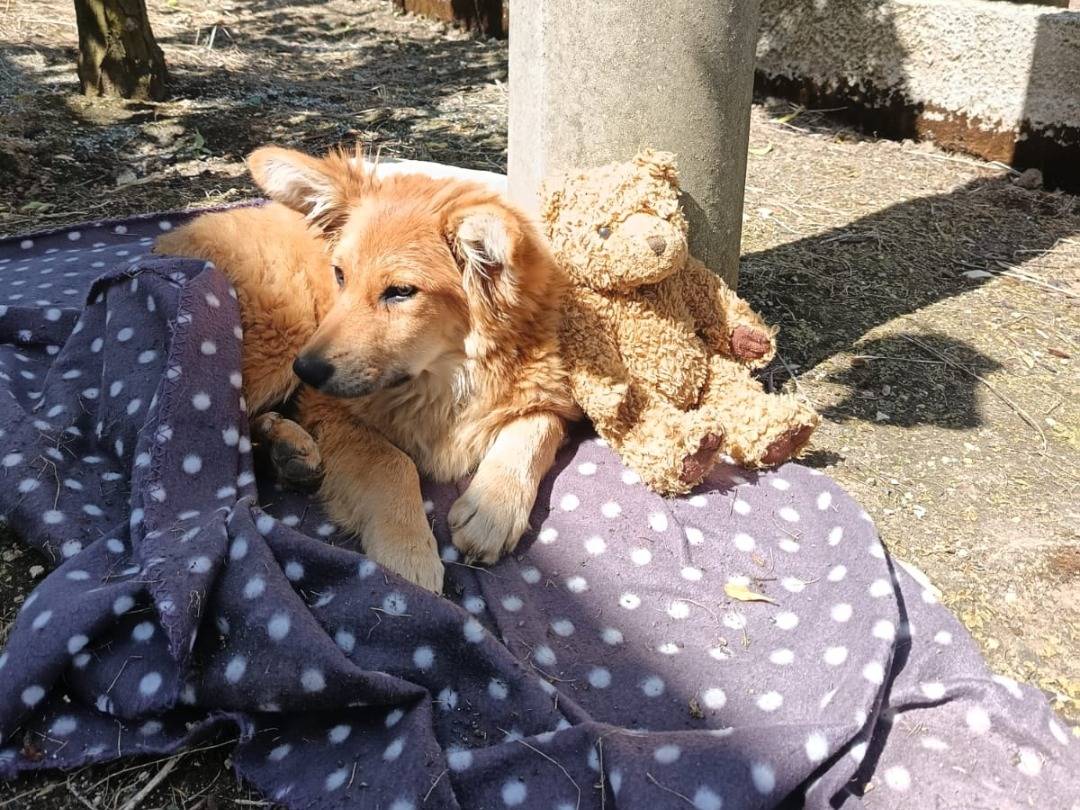 Adotta un cane, taglia grande, femmina, Bari