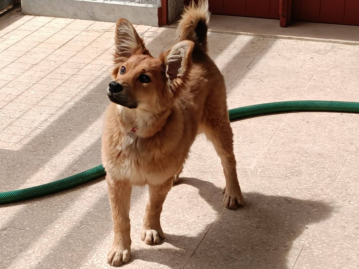Adotta il cane Masha  a Bari