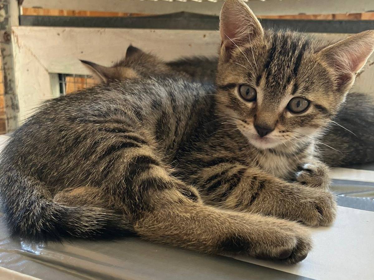 Adozione gatto, maschio, Razza sconosciuta Razza sconosciuta, 2 mesi, taglia non valida, Roma