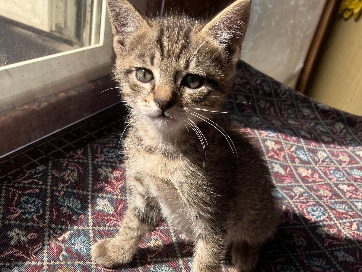 Adozione gatto, maschio, Razza sconosciuta Razza sconosciuta, 2 mesi, taglia non valida, Roma