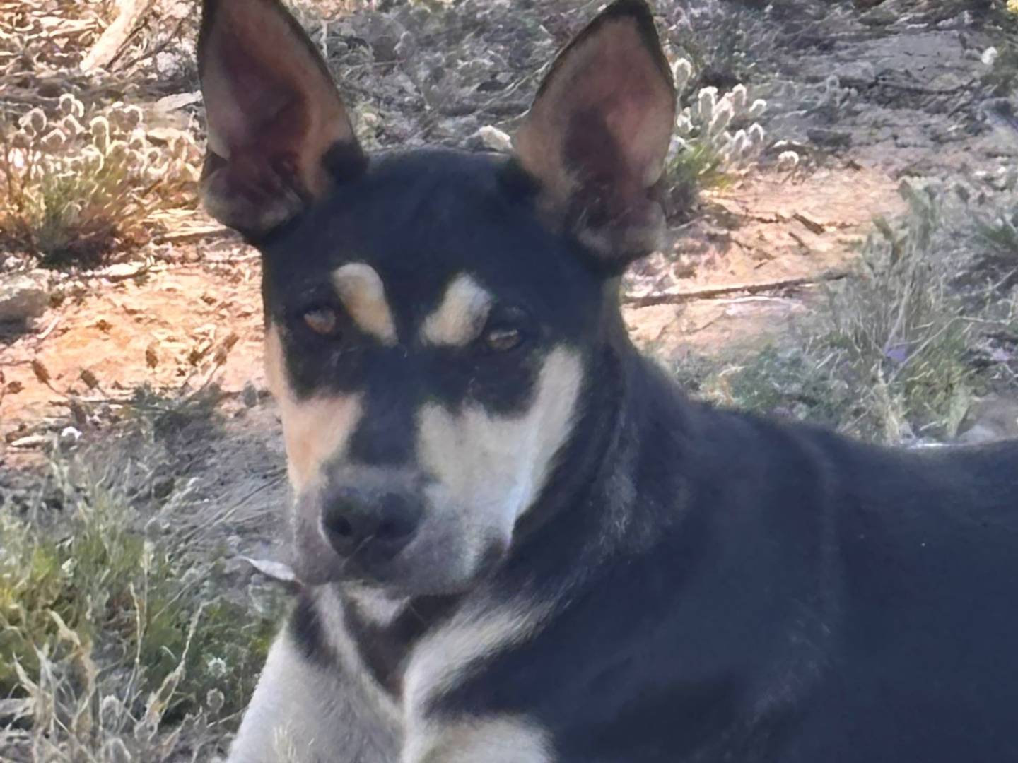 Adotta un cane, taglia media contenuta, femmina, Ragusa