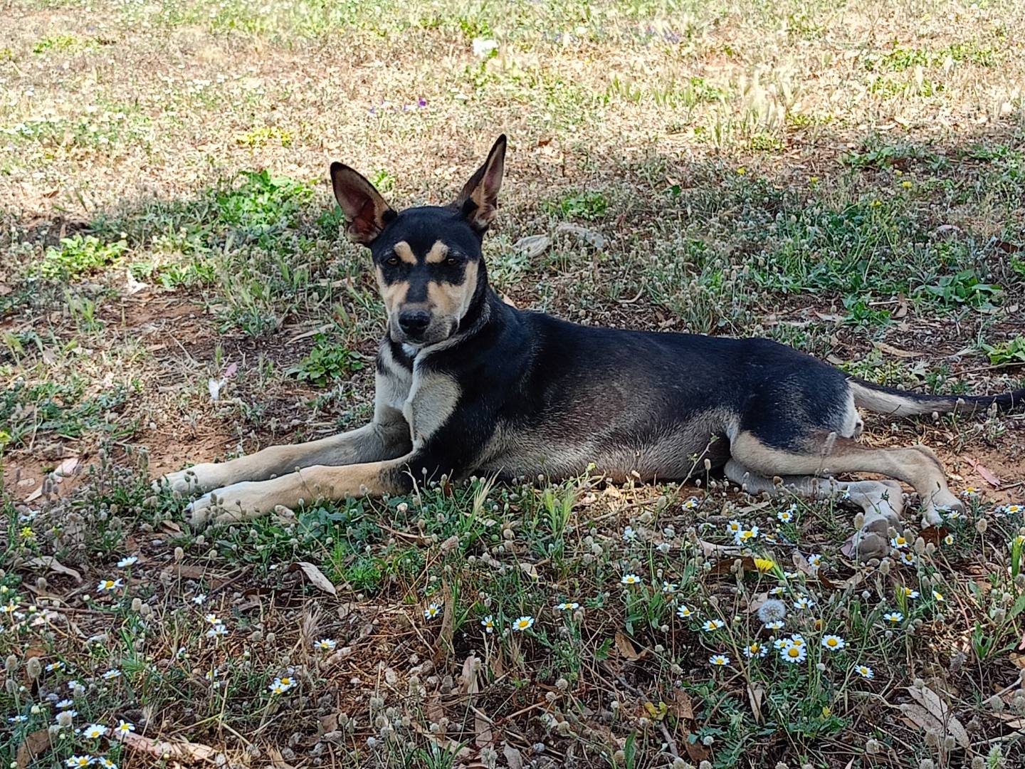 Adozione cane, femmina, Razza sconosciuta Razza sconosciuta, 5 mesi, taglia media contenuta, Ragusa