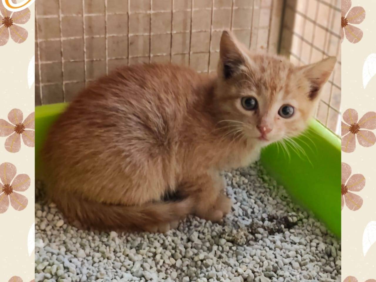 Adozione gatto, maschio, Razza sconosciuta Razza sconosciuta, 2 mesi, taglia non valida, Ragusa