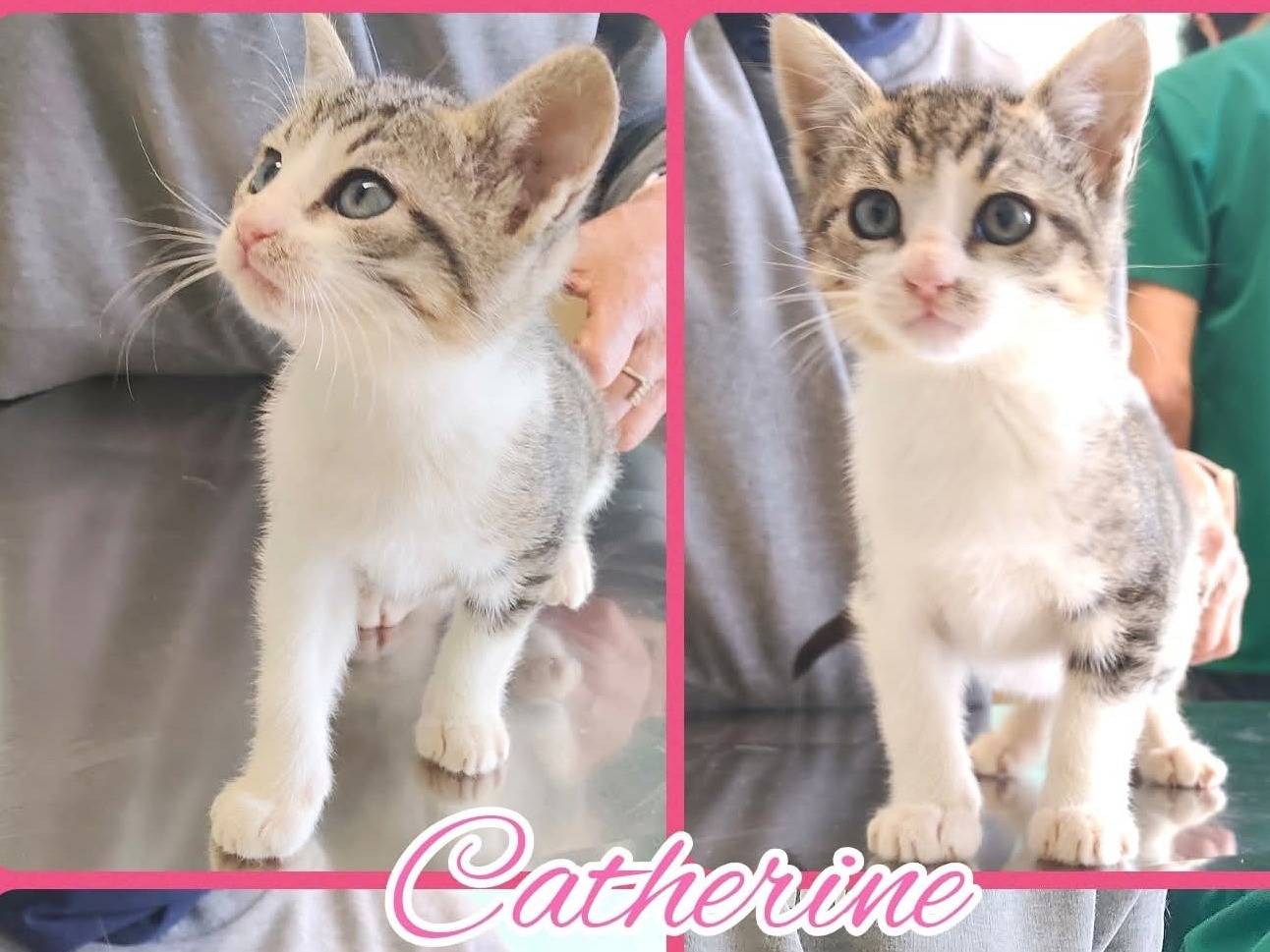 Adozione gatto, femmina, Razza sconosciuta Razza sconosciuta, 2 mesi, taglia non valida, Ragusa