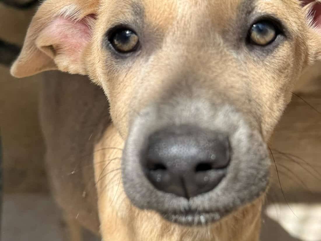 Adotta un cane, maschio, 9 mesi, Varese