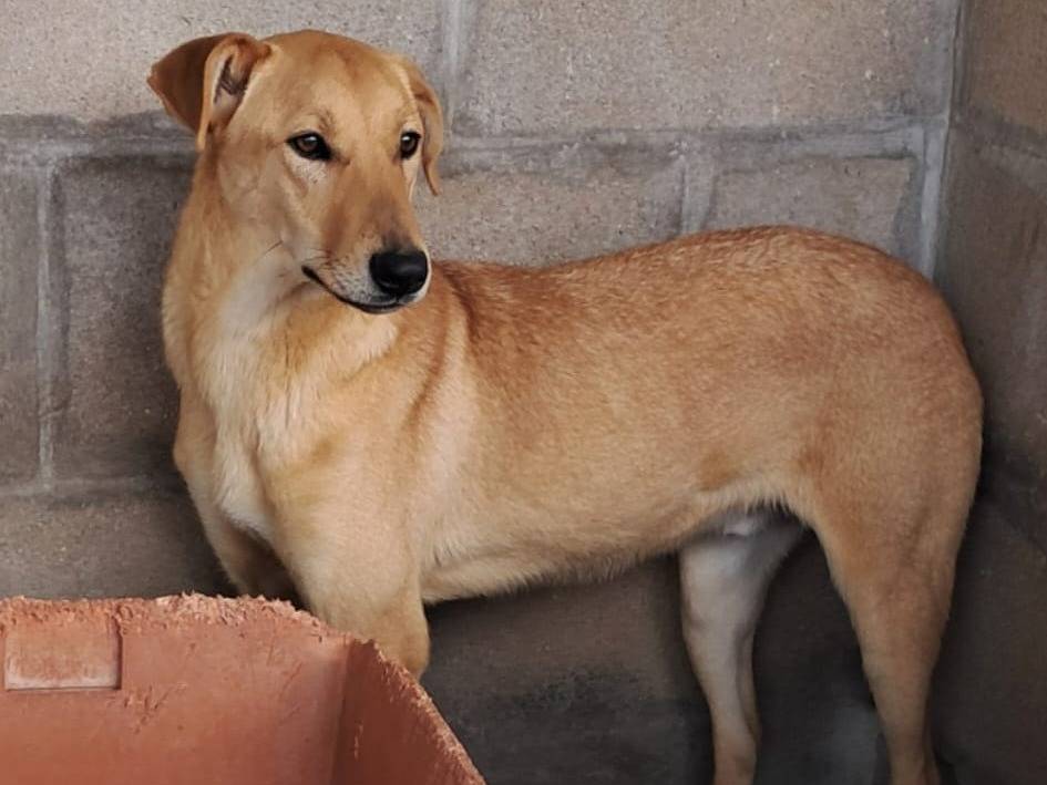Adotta un cane, taglia media contenuta, maschio, Varese