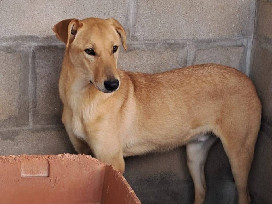Vuoi adottare un cane a Varese?