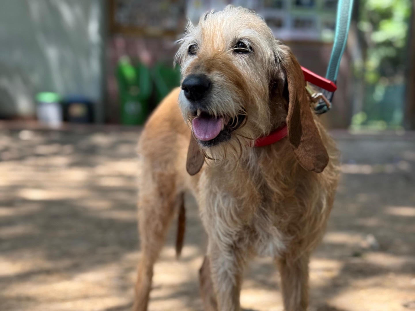 Adozione cane, femmina, Segugio Razza sconosciuta, 10 anni e 7 mesi, taglia media, Milano