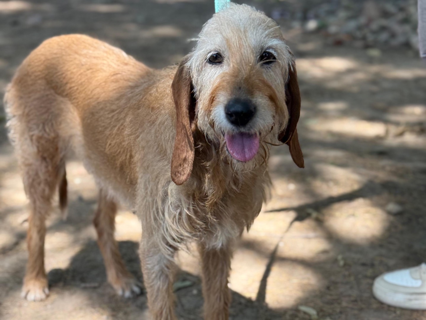 Adotta un cane, taglia media, femmina, Milano