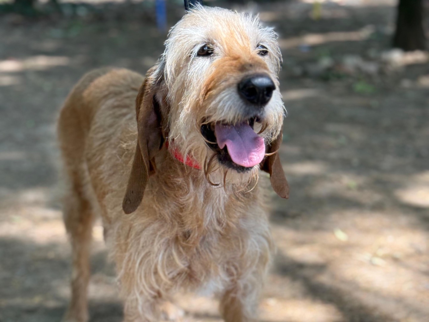 Adotta il cane Birba a Milano