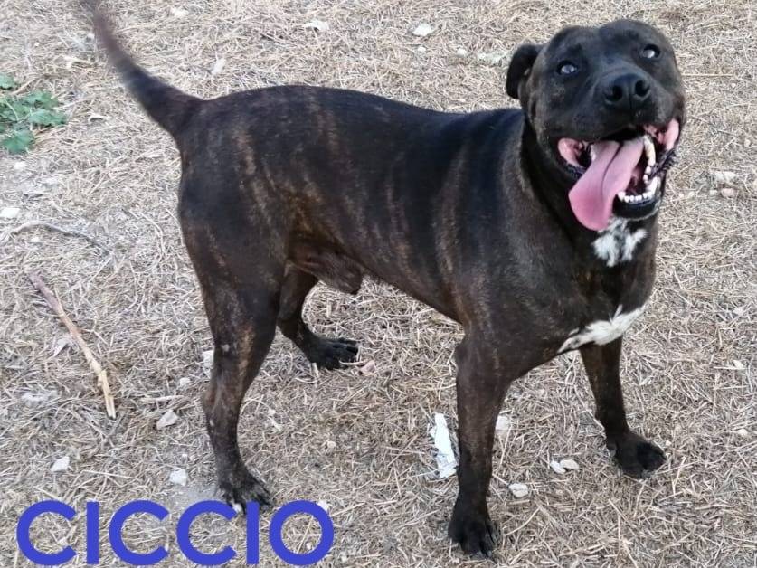Adozione cane, maschio, Razza sconosciuta Razza sconosciuta, 8 anni e 4 mesi, taglia media, Torino