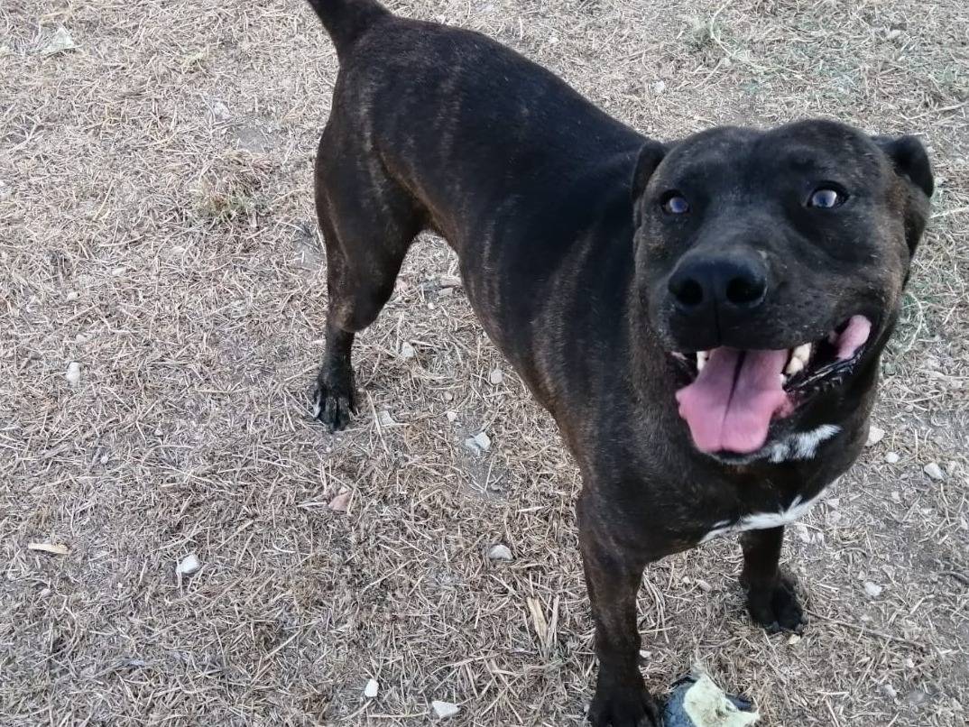 Adotta un cane, maschio, 8 anni e 4 mesi, Torino