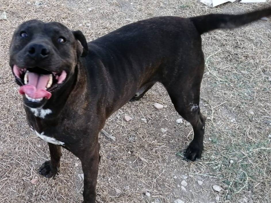 Adotta un cane, taglia media, maschio, Torino