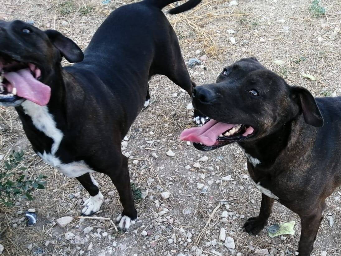 Vuoi adottare un cane a Torino?
