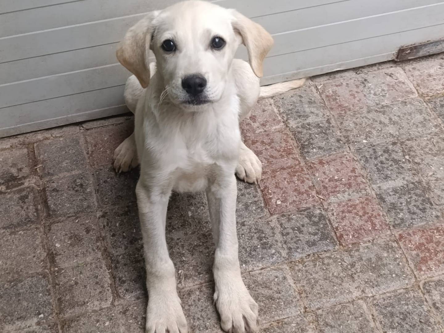 Adozione cane, maschio, Labrador Retriever Razza sconosciuta, 2 mesi, taglia media, Napoli