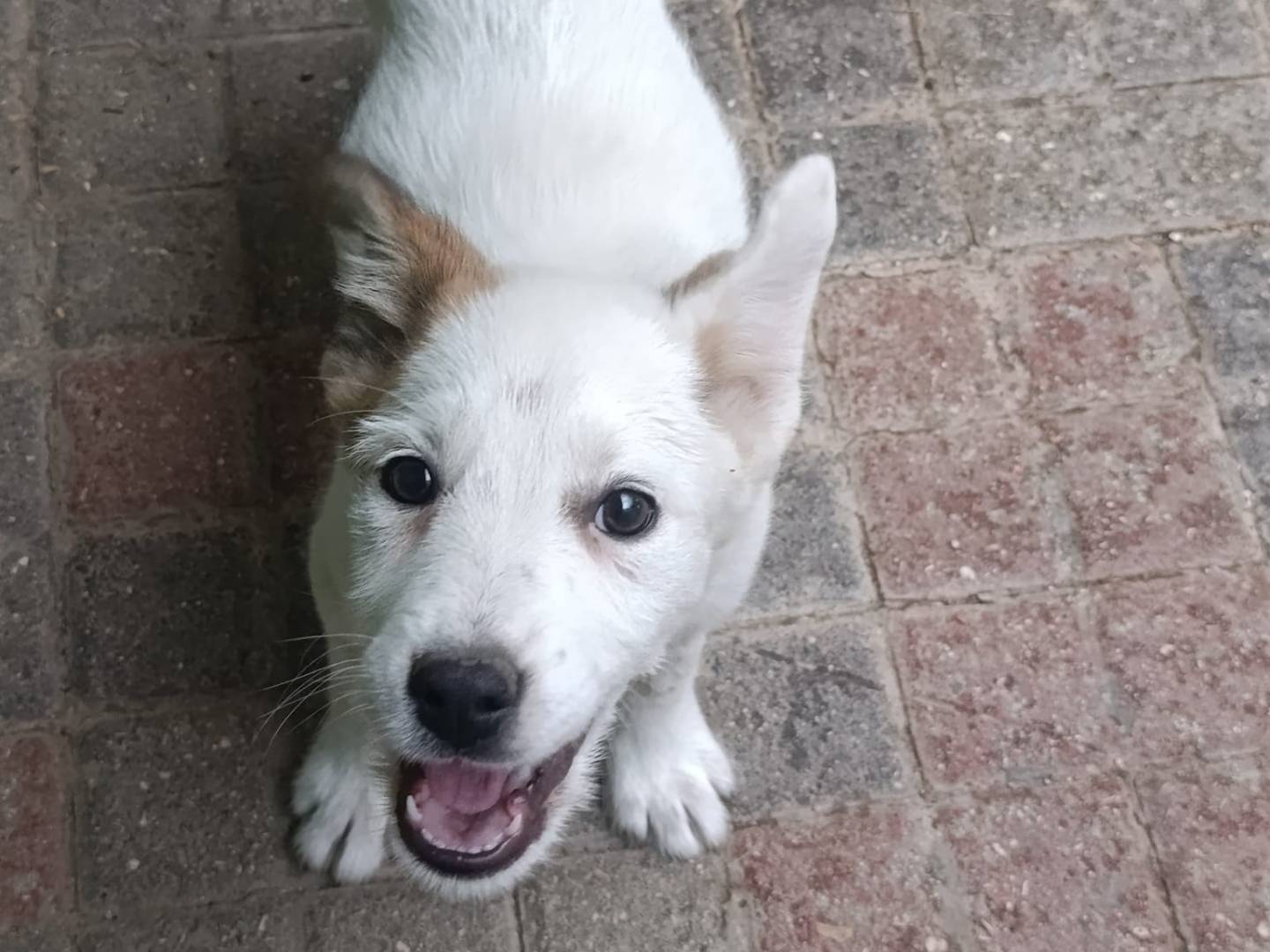 Adozione cane, femmina, Razza sconosciuta Razza sconosciuta, 1 mesi, taglia media contenuta, Avellino