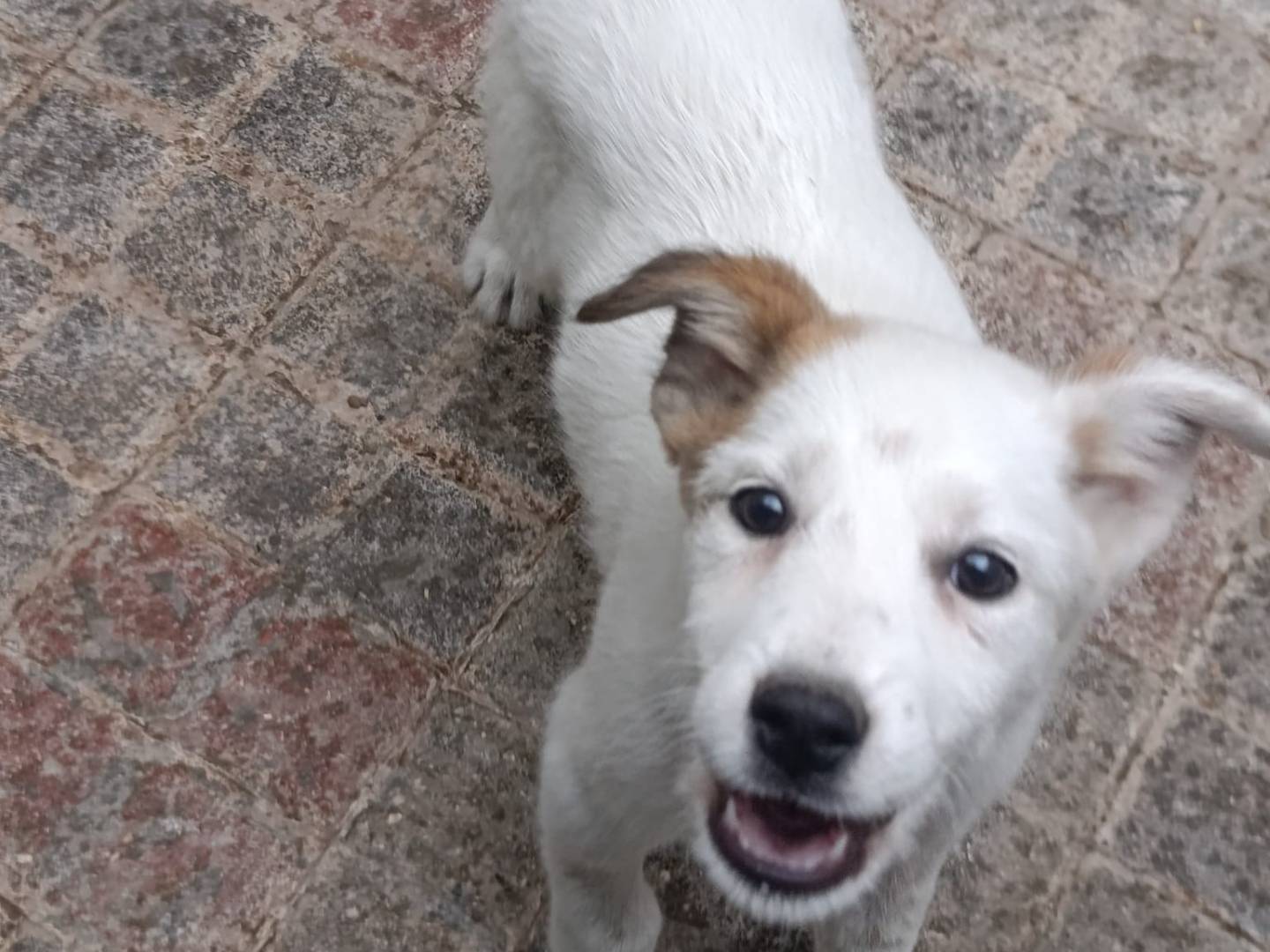 Adotta un cane, femmina, 1 mesi, Avellino