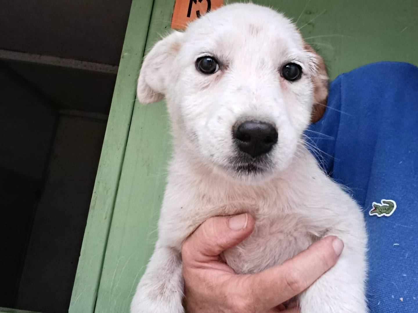 Adotta un cane, taglia media contenuta, femmina, Avellino