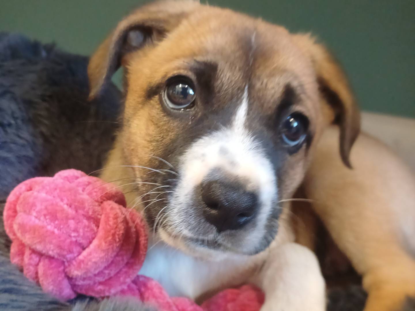Adotta un cane, taglia media, femmina, Lecce