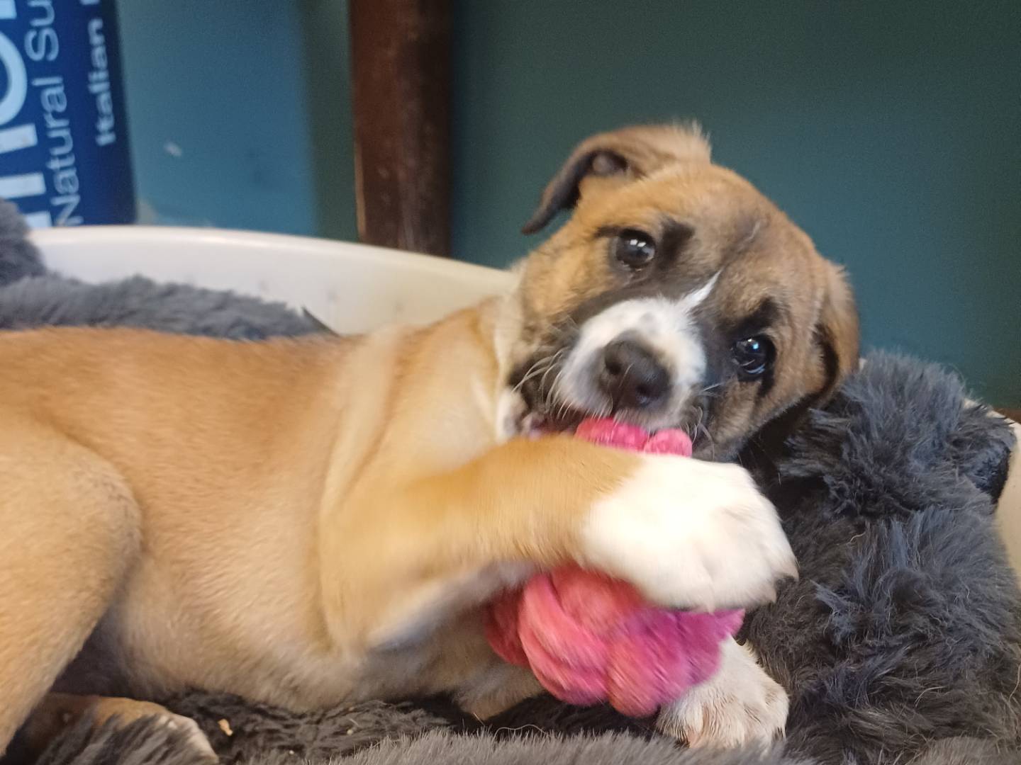 Vuoi adottare un cane a Lecce?