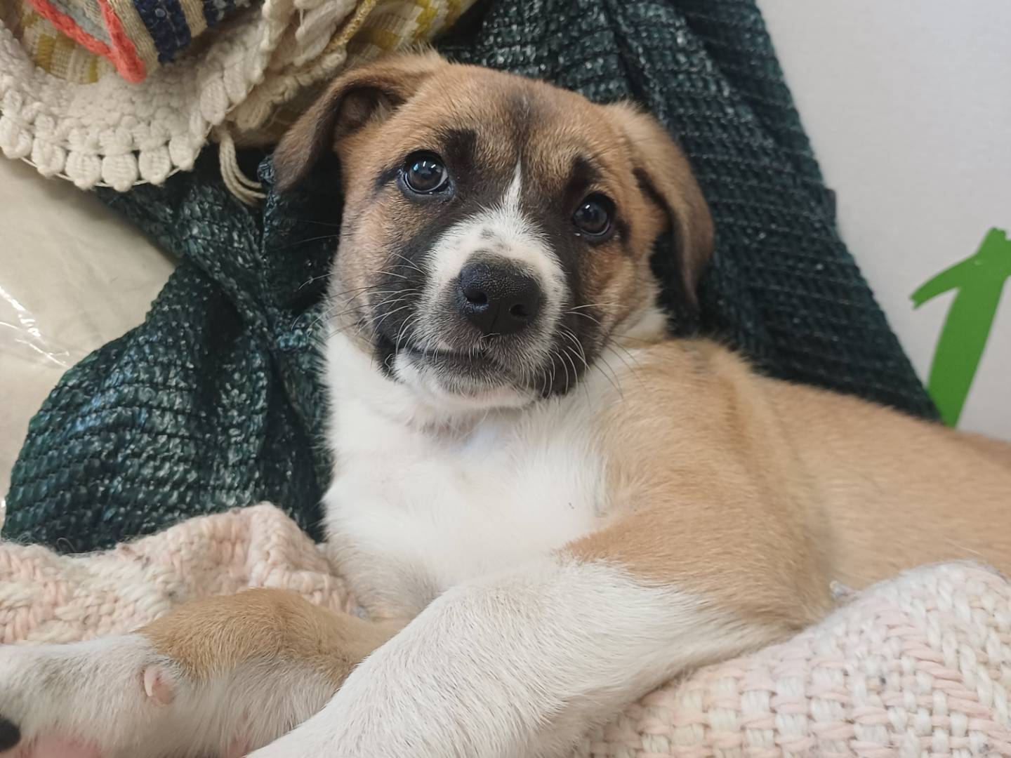 Adotta il cane Kitri a Lecce