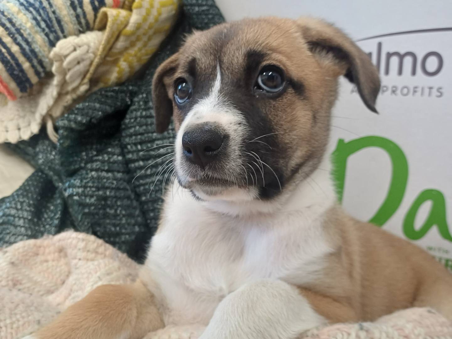 Adotta un cane, femmina, 2 mesi, Lecce