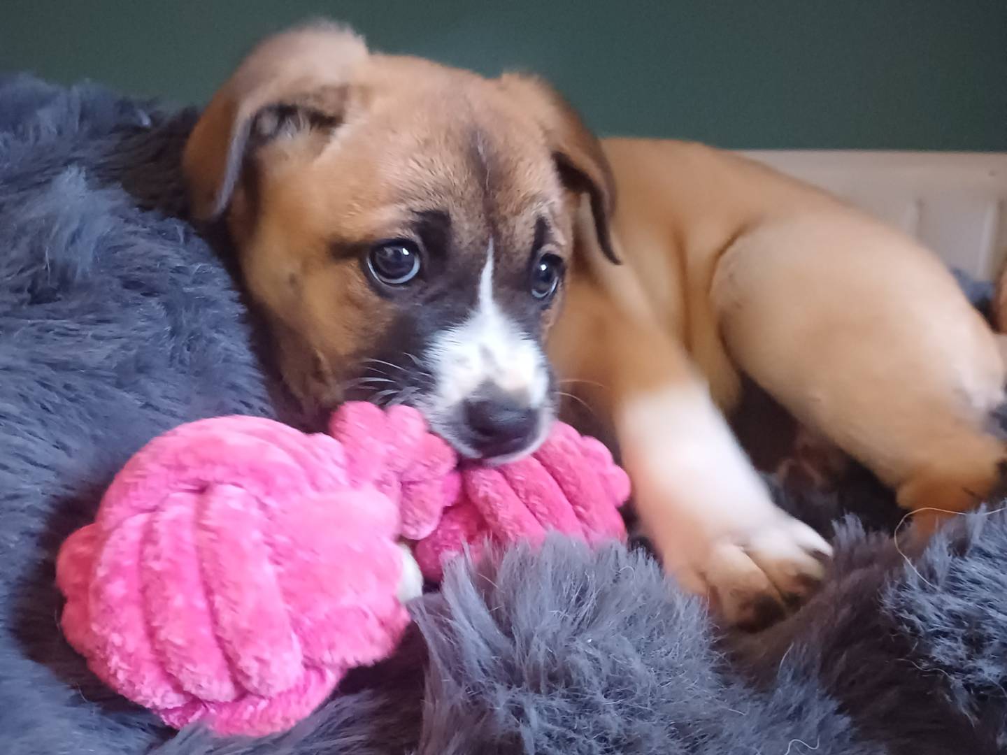 Adozione cane, femmina, Razza sconosciuta Razza sconosciuta, 2 mesi, taglia media, Lecce