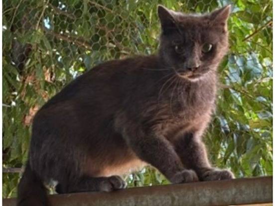 Adozione gatto, maschio, Razza sconosciuta Razza sconosciuta, 3 anni e 1 mese, taglia non valida, Milano