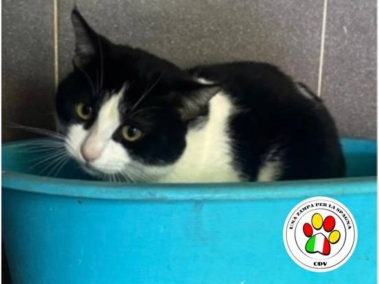 Adozione gatto, maschio, Razza sconosciuta Razza sconosciuta, 11 mesi, taglia non valida, Milano