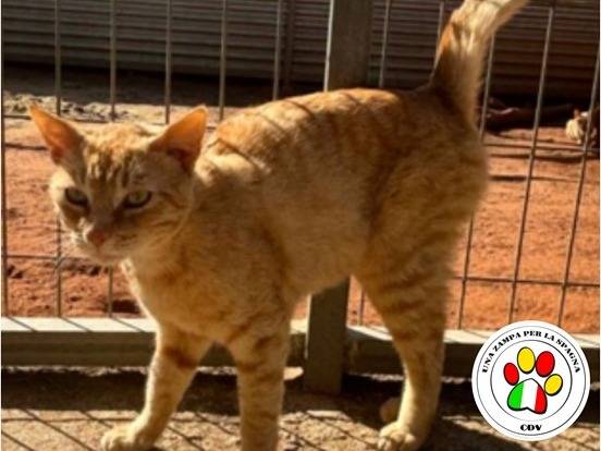 Adozione gatto, maschio, Razza sconosciuta Razza sconosciuta, 1 anno e 1 mese, taglia non valida, Milano