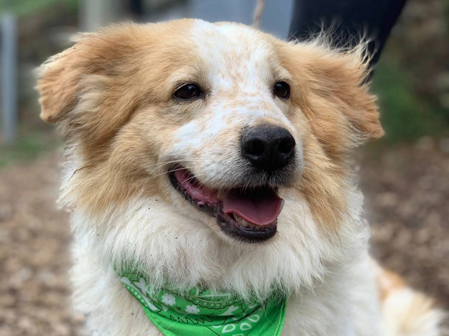 Adozione cane, maschio, Razza sconosciuta Razza sconosciuta, 6 anni e 2 mesi, taglia media, Latina