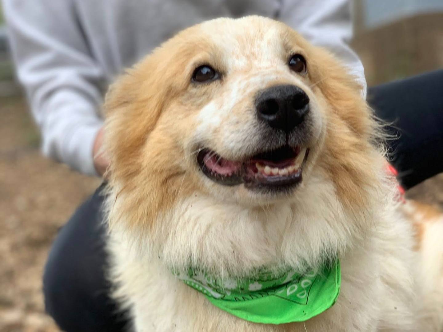 Adotta un cane, taglia media, maschio, Latina